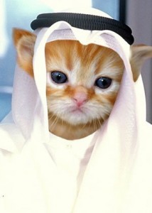 Noble Cat